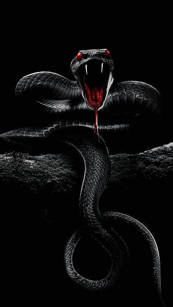 Black Snake Wallpapers Group (80+)