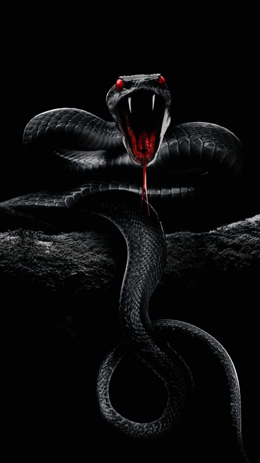 Snake, Rose Snake HD phone wallpaper