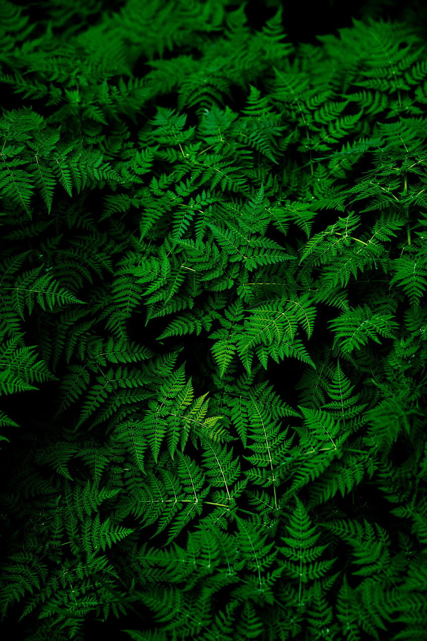 Растение, листа, природа HD тапет за телефон