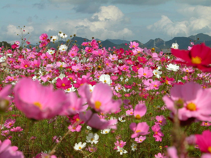 cosmos field, cosmos, nature, flowers, field HD wallpaper