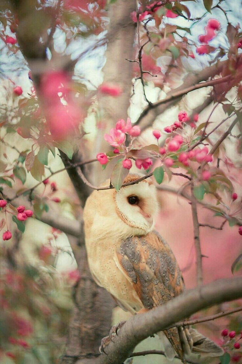Una hermosa colección de lechuzas comunes, Spring Owl fondo de pantalla del teléfono