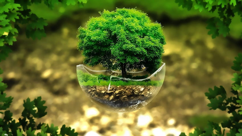 bonsai, pohon 3D, rendering, ekologi Wallpaper HD