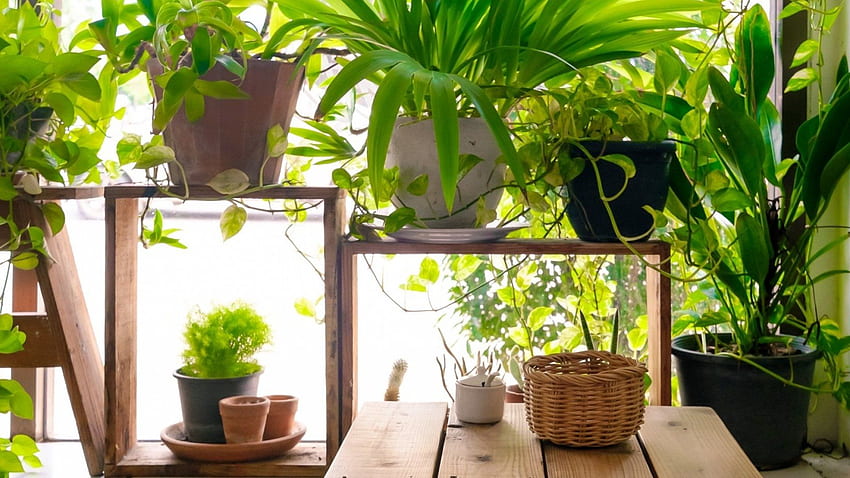 Doctors Are Now Prescribing Houseplants for Anxiety and Depression HD wallpaper