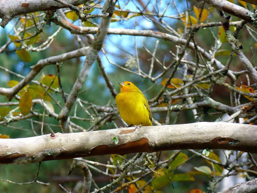 Yellow Bird, limb, bird, tree, yellow HD wallpaper