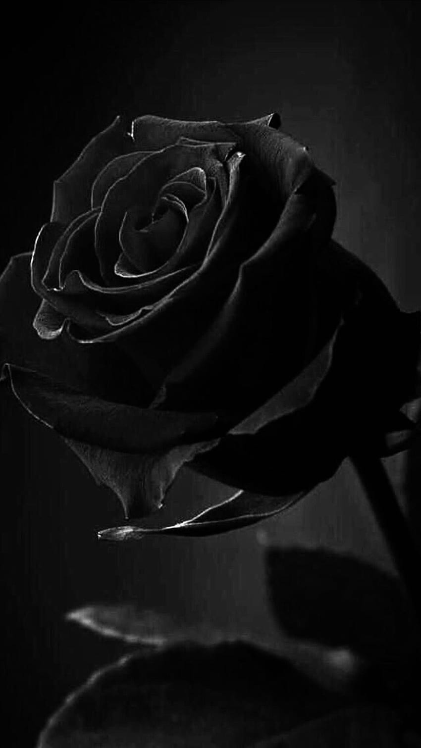 黒いバラ、愛らしい、黒いバラ 愛らしいバラ HD電話の壁紙