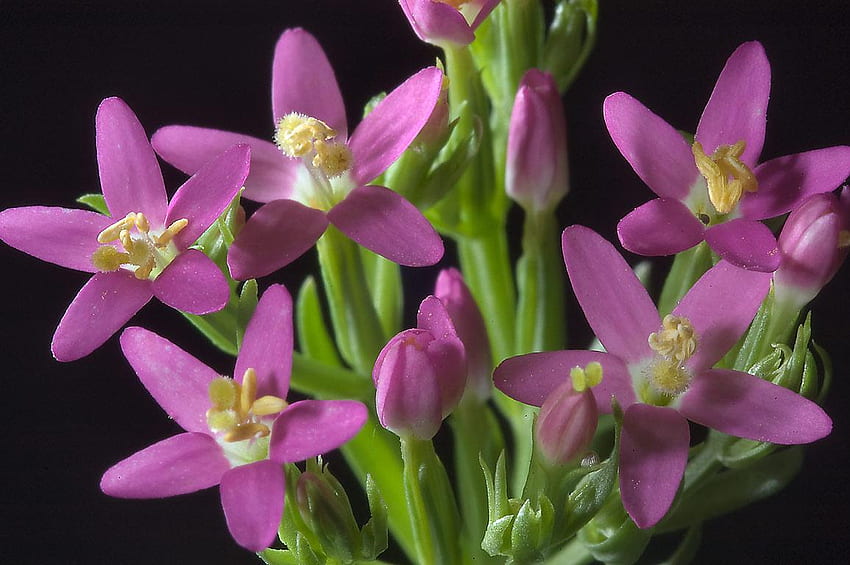 Kwiaty, fiolet, natura, płatki Tapeta HD