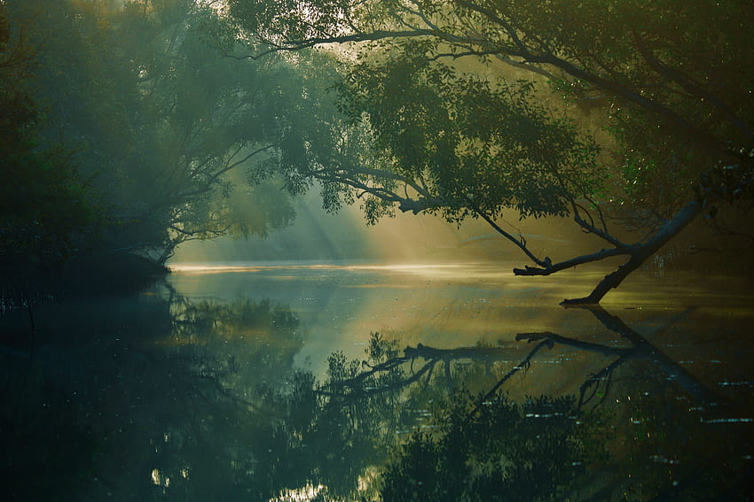 Réflexion, Rivières, Forest, Nature, Arbres, Marais, Bangladesh, Sundarban, Sundarbans Fond d'écran HD