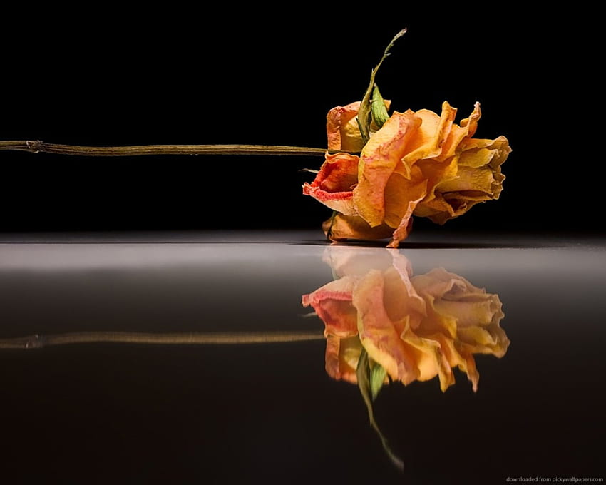 Beauty, rose, reflection, flower HD wallpaper