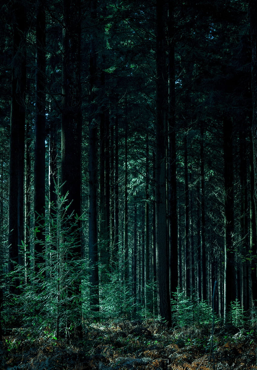 Nature, Trees, Forest, Trunks HD phone wallpaper