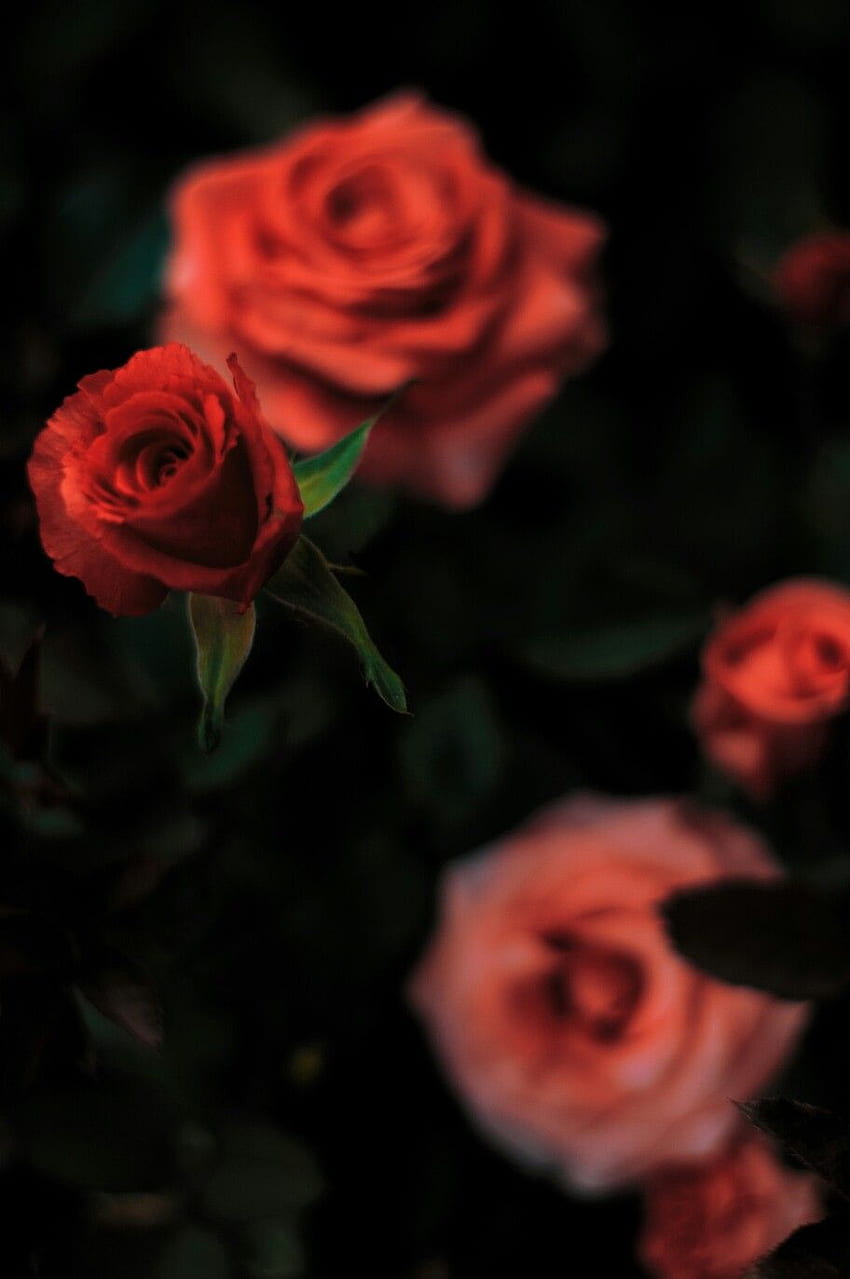 Lifesoever. Red aesthetic grunge, Aesthetic roses, Black widow aesthetic HD phone wallpaper