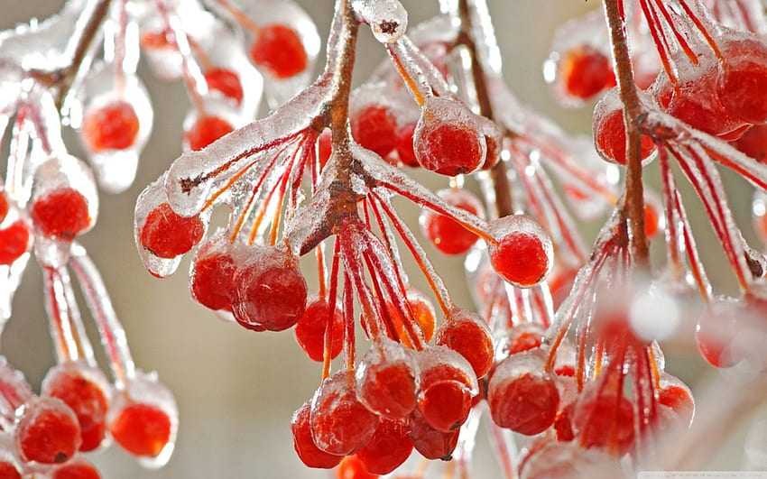 Red Berries, sweet, berries, frozen, red HD wallpaper