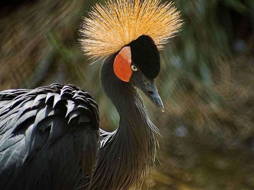 Crane Bird, African Bird HD wallpaper