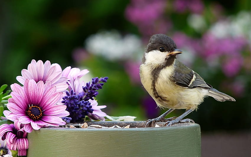 Great Tit สัตว์ ดอกไม้ นก ตัวเล็ก วอลล์เปเปอร์ HD