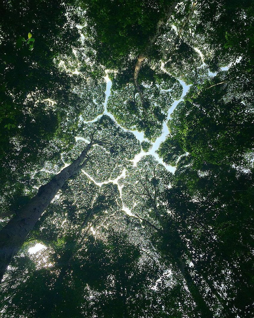 Amazing Examples Of Crown Shyness, A Phenomenon Where Trees Avoid Touching HD phone wallpaper