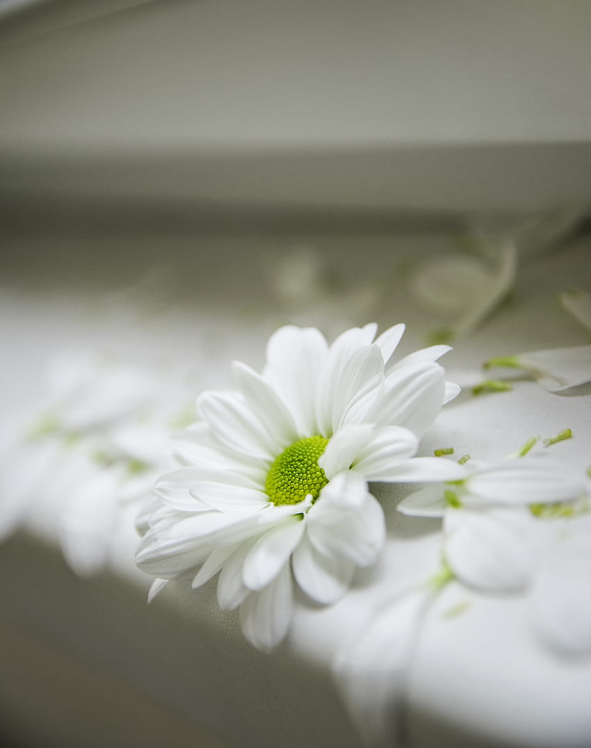 : ดอกไม้ พืช ใกล้ชิด มาโคร กลีบดอก ปลูก ดำและขาว ครอบครัวเดซี่ ดอกไม้ กราฟนิ่ง ฤดูใบไม้ผลิ คอมพิวเตอร์ ดอก - YUSHKA - 1444189 - stock วอลล์เปเปอร์โทรศัพท์ HD