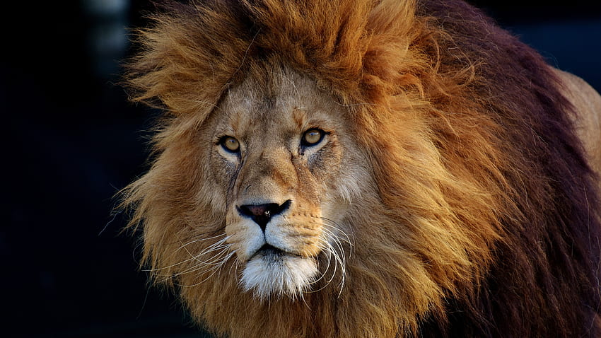 Brave Lion On Closeup Lion, Eagle and Lion HD wallpaper