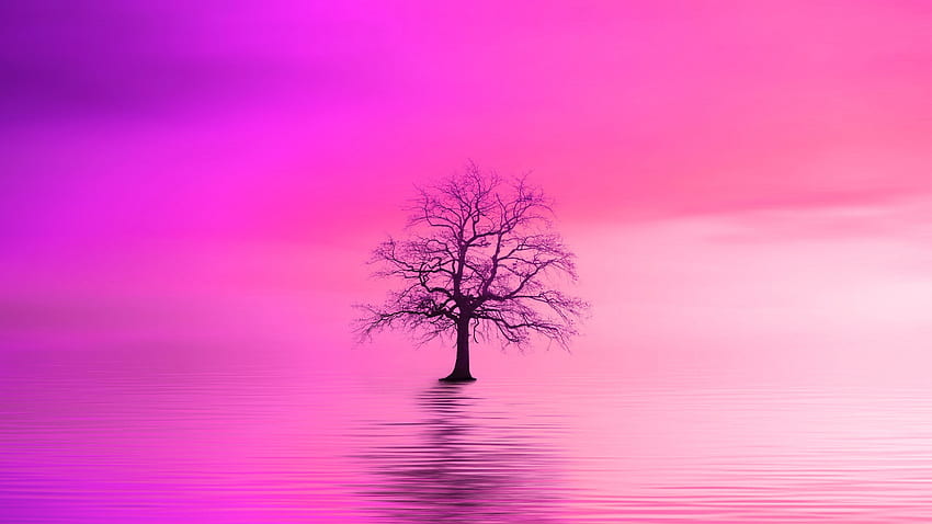 Minimal, pink dawn, tree, lake, digital art , , Full , TV, F, Pink Tree HD wallpaper