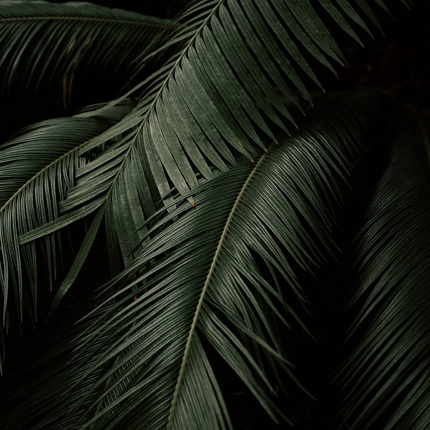 Foglie, pianta, verde, scuro, giardino botanico - astratto, pianta minimalista Sfondo del telefono HD