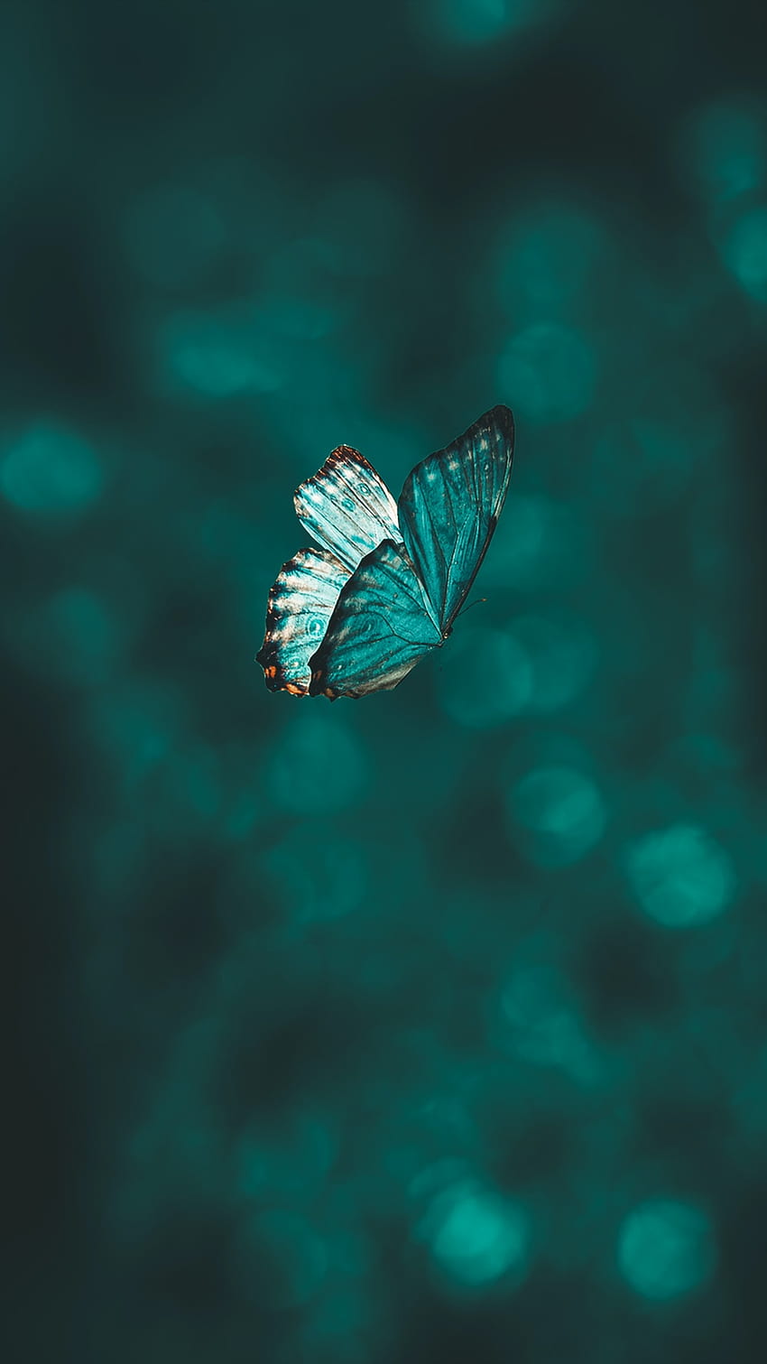 Butterfly : [HQ], Dark Blue Butterfly HD phone wallpaper