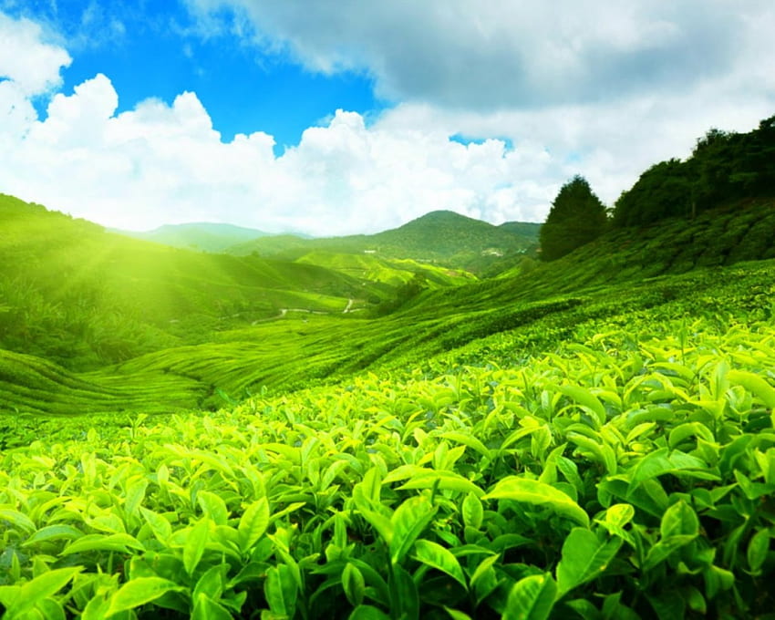 Green Field, sky, nature, field, green HD wallpaper