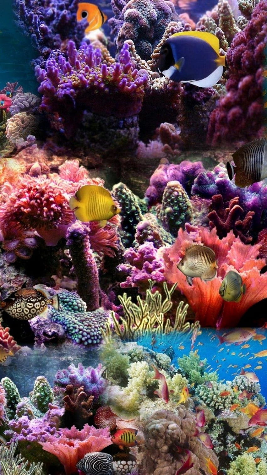 hd coral wallpaper