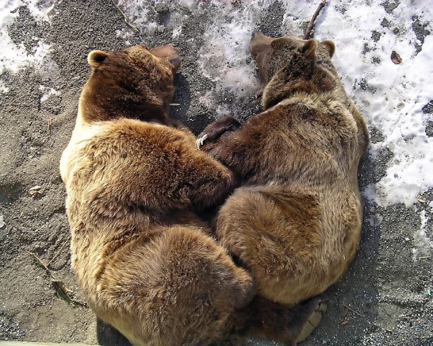 sleeping bears, on large rock, brown bears, snows HD wallpaper