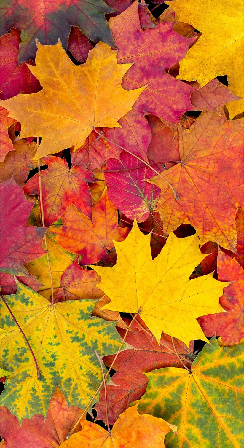Fall, orange, green HD phone wallpaper | Pxfuel