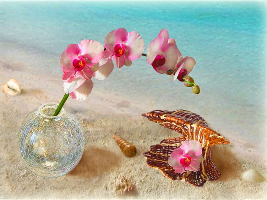 Anggrek untuknya, laut, pasir, alam, anggrek, hadiah, pantai, kerang Wallpaper HD