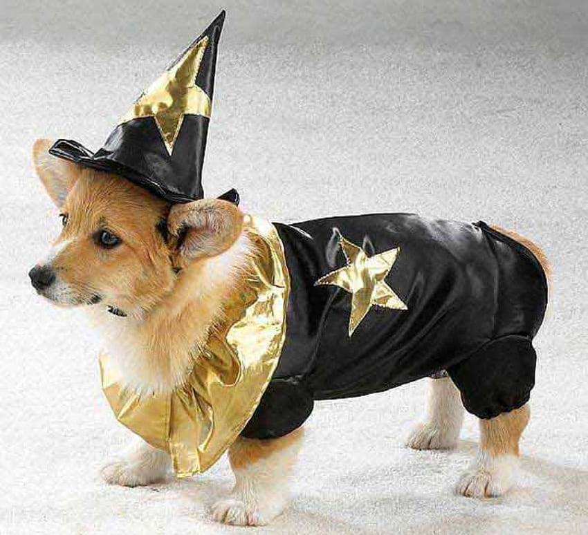 LIL WIZARD HALLOWEEN COSTUME, dog, halloween, costume, cute, wizard HD wallpaper