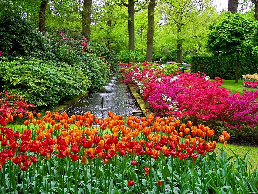 ogrody Keukenhof, kolorowe, alejki, wiosna, tulipany, ładne, fontanna, drzewa, zieleń, ogród, piękne, trawa, lato, ładne, natura, kwiaty, śliczny, las Tapeta HD