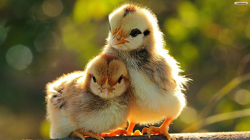 Little Chickens . Cute animals, Pet birds, Animals beautiful, Fat Chicken  HD wallpaper | Pxfuel