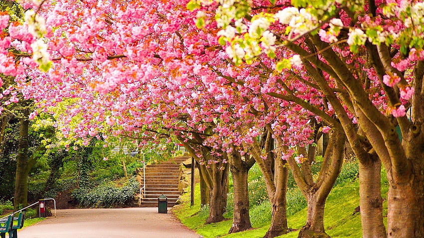 Forest: Colours Spring Nature Trees Blooms Forest, 1920 X 1080 Spring HD wallpaper