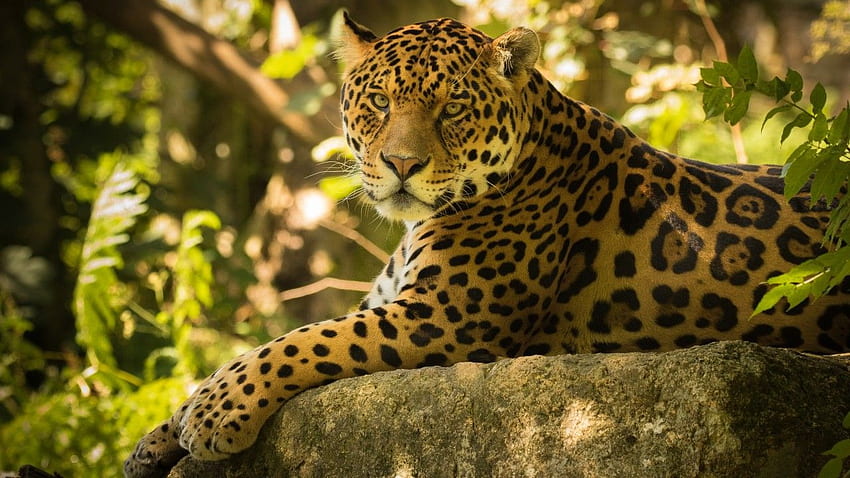 Chincha the Jaguar, Jaguar, Dartmoor Zoo, , Animaux, Jaguar Jungle Fond d'écran HD