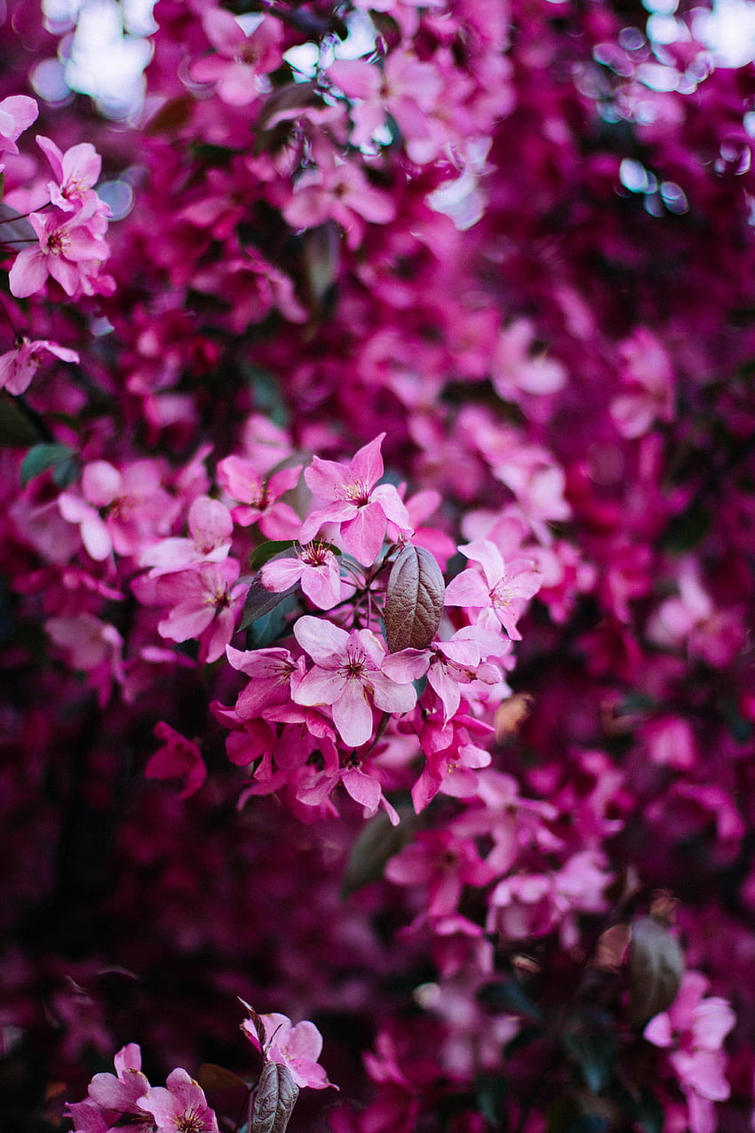 ดอกไม้ สีชมพู พุ่มไม้ บาน ดอก สาขา ฤดูใบไม้ผลิ วอลล์เปเปอร์โทรศัพท์ HD