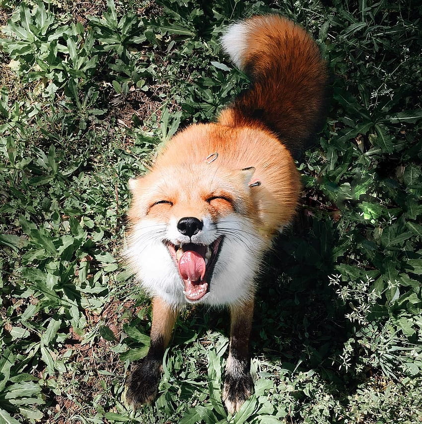 Happiest fox on earth. Cute animals, Animals, Happy fox, Juniper Fox HD phone wallpaper