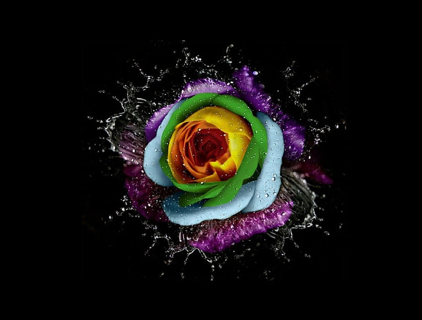 Multicolor Flower, beautiful, , multicolor, flower HD wallpaper