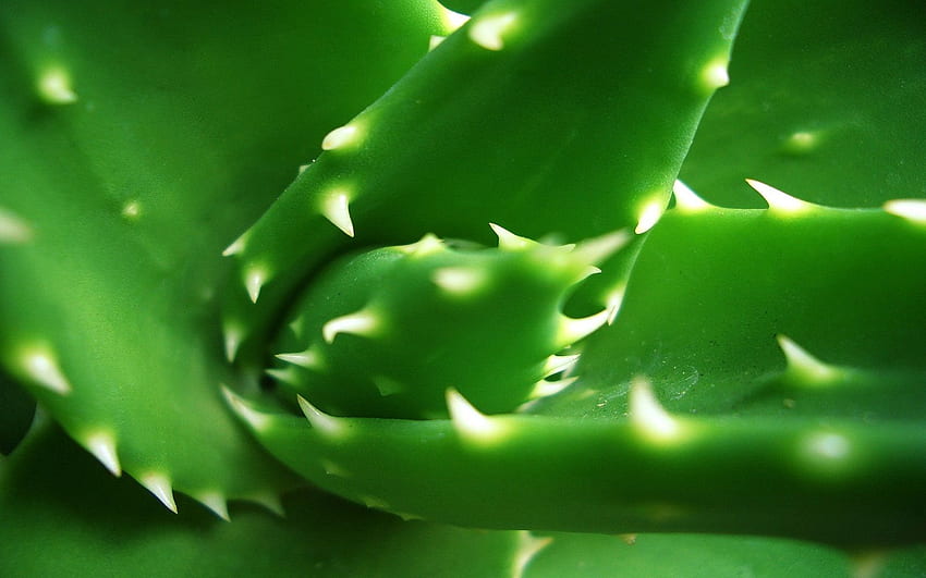 アロエ植物を持つ驚くべき理由 - One Green、Aloe Vera 高画質の壁紙