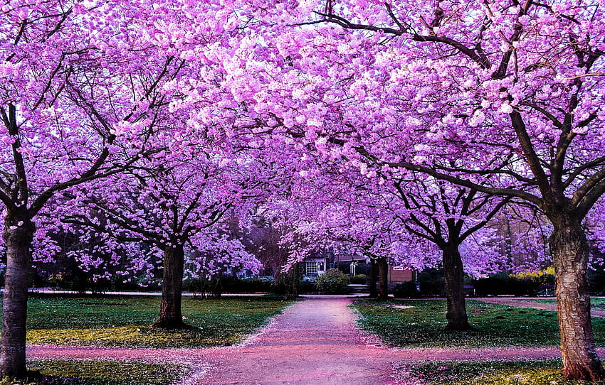 trees, flowers, branches, Park, spring, petals, garden, Sakura, track, Asia, pink, flowering, square, lilac, lush for , section пейзажи HD wallpaper