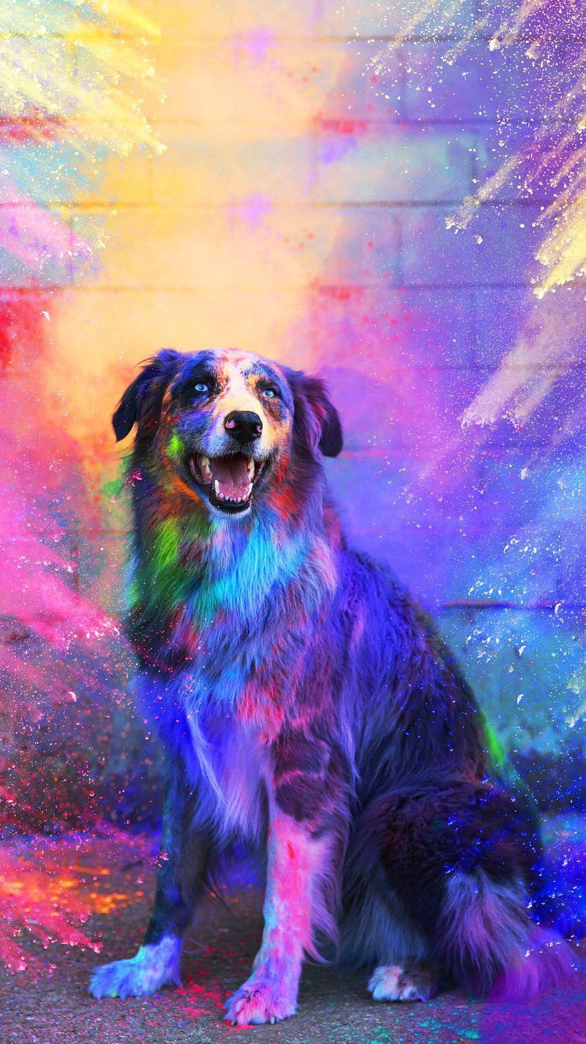 Perro colorido, perro fresco impresionante fondo de pantalla del teléfono