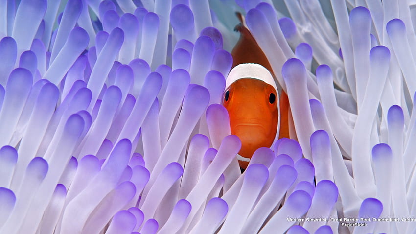 Western Clownfish, aquático, Austrália, Grande Barreira de Coral, Peixe papel de parede HD