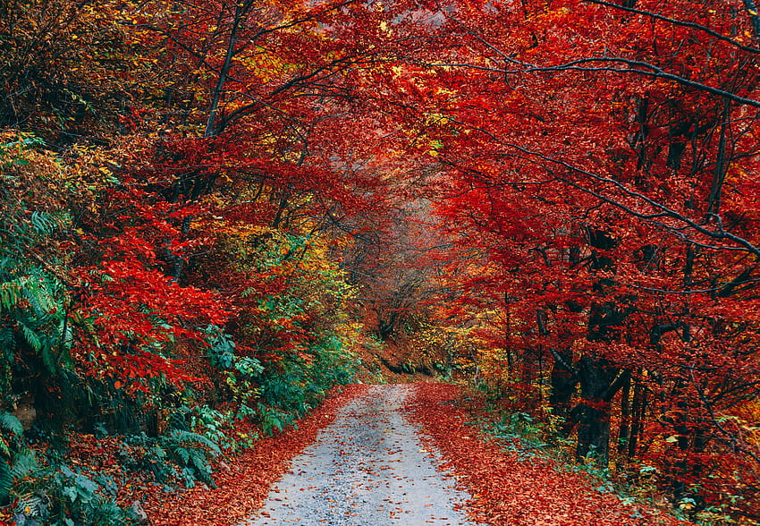 natureza, outono, caminho, folhagem, trilha, caído papel de parede HD