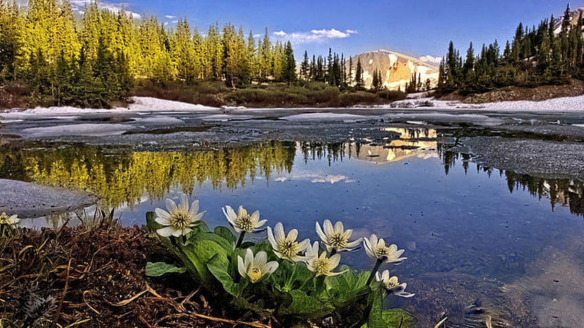 Lost Lake, Colorado, wildflowers, reflection, trees, sky, flowers, mountains, water, usa HD wallpaper