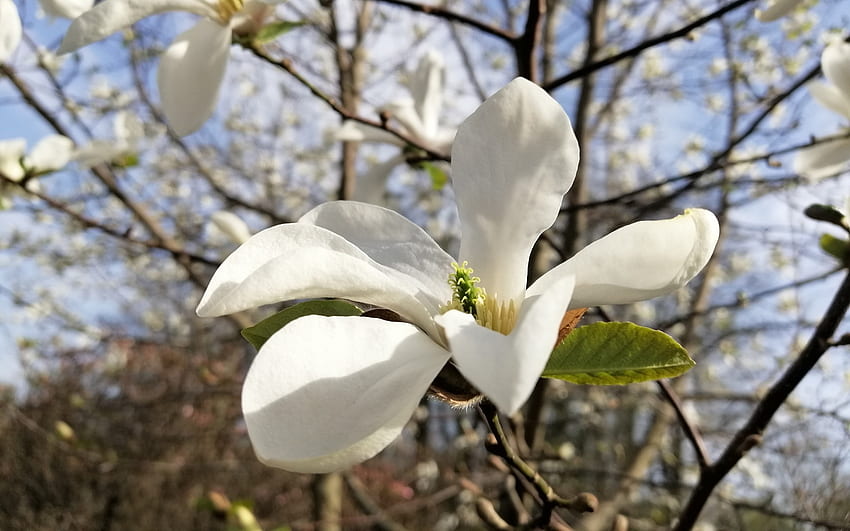 Magnolia, white, spring, macro, tree, blossom HD wallpaper