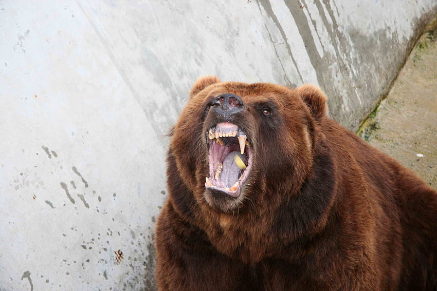 곰, 동물, 공격성, 미소, 분노 HD 월페이퍼