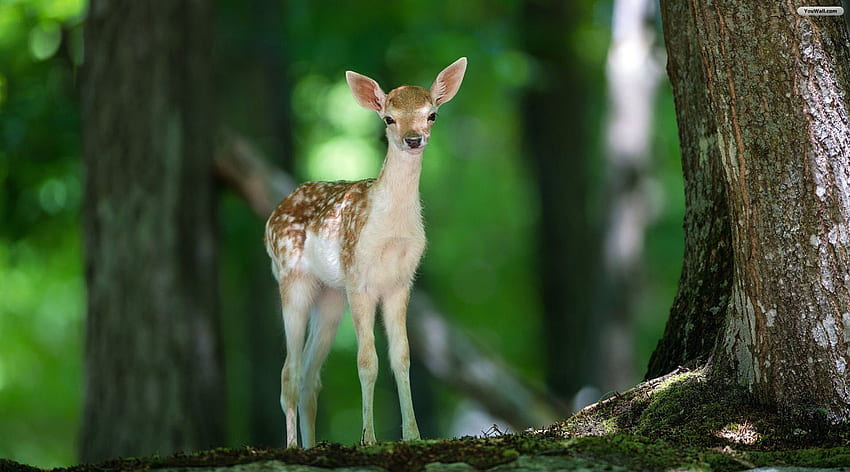 Young Deer กวาง สัตว์ อื่นๆ ธรรมชาติ คน วอลล์เปเปอร์ HD