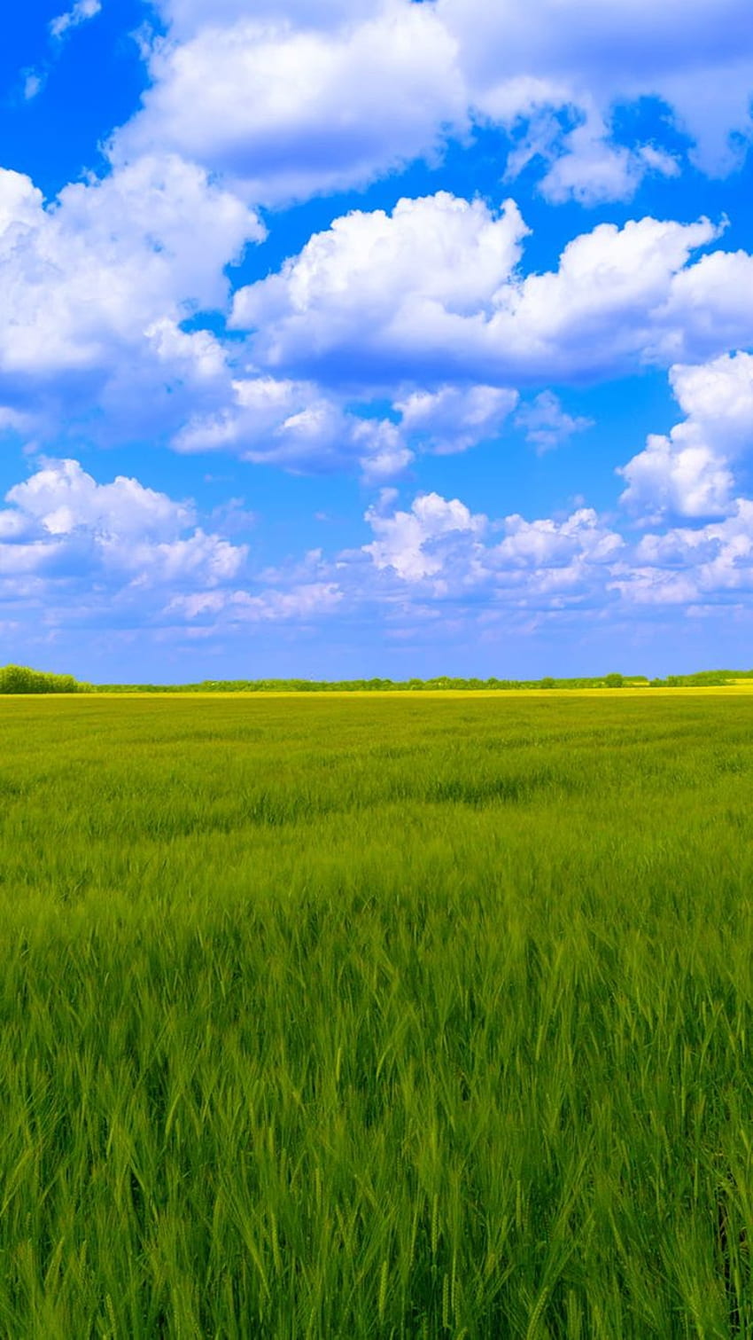 Синьо небе, бели облаци, зелена трева. Фон от зелена трева, трева, скачане на небето, естествена трева HD тапет за телефон