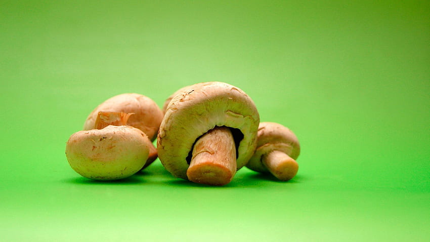 Nature, Mashrooms, Family, Stump, Honey Mushrooms, Mushrooms HD