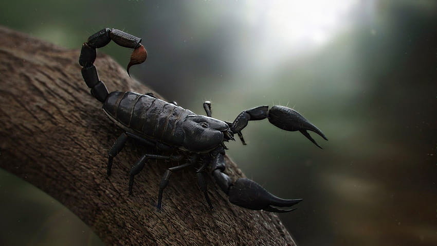Scorpion Background. Cool Scorpion , Mechanical Scorpion and Tribal Scorpion HD wallpaper