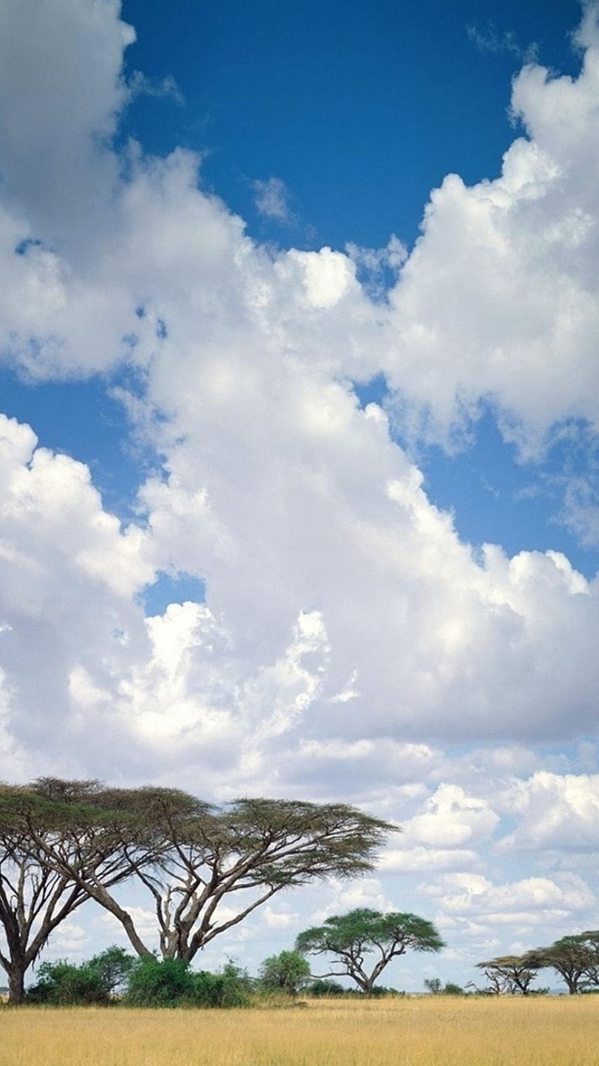 Safari Clouds - and Background for iPhone HD phone wallpaper