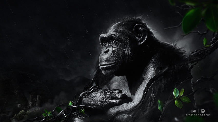 The black monkey under the night rain HD wallpaper